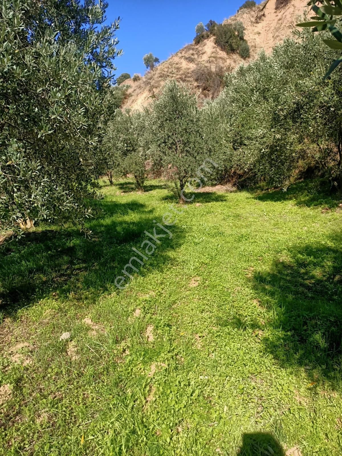 Acil İhtiyaçtan Satılık Zeytinlik - Görsel 13