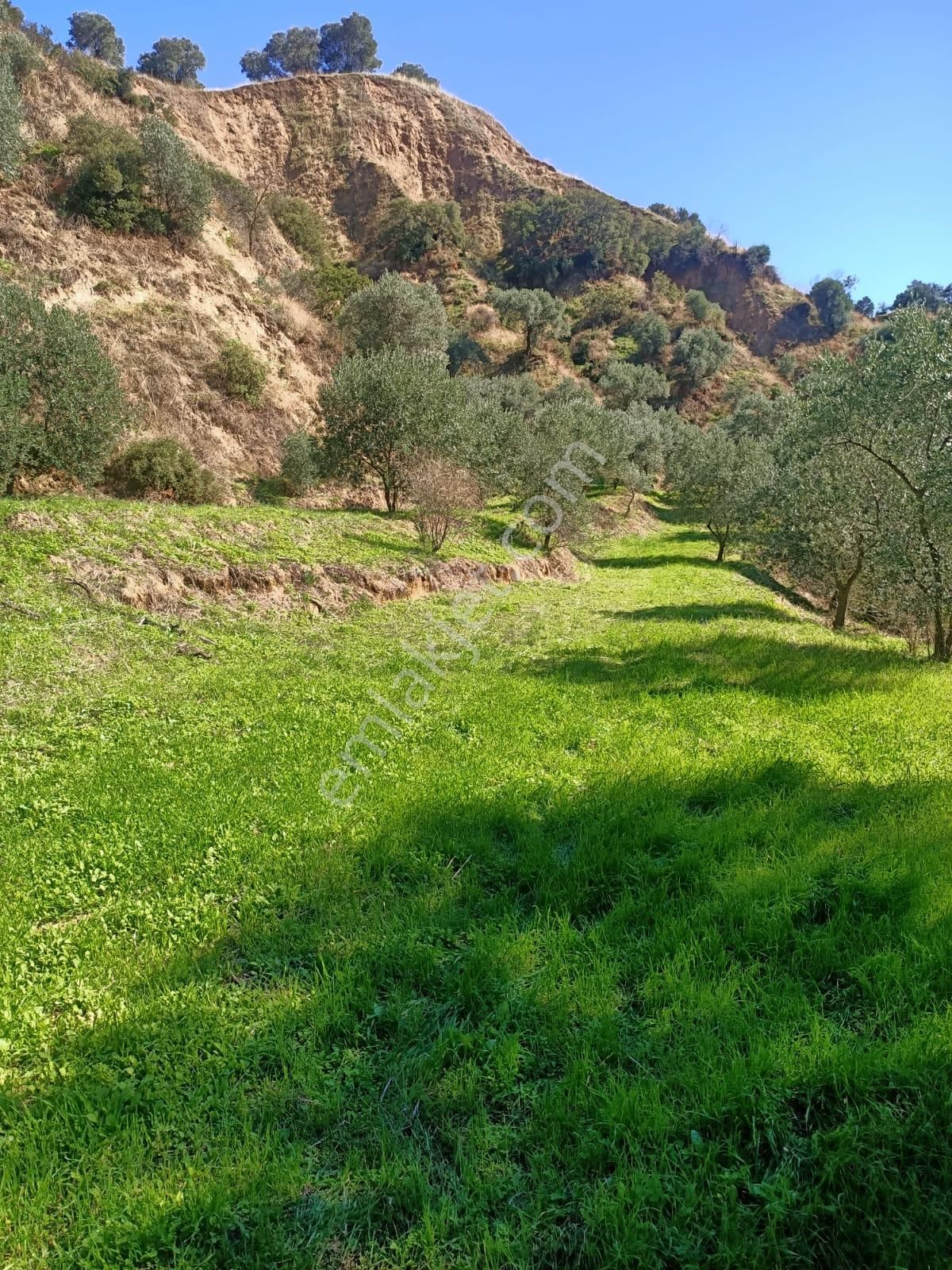 Acil İhtiyaçtan Satılık Zeytinlik - Görsel 12