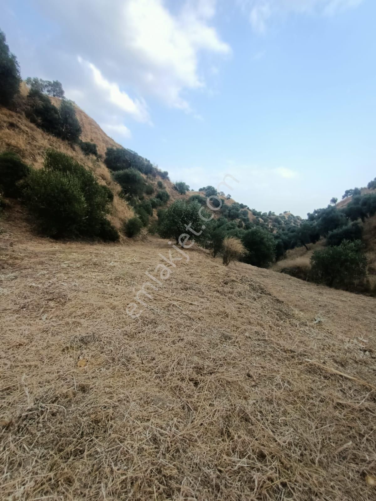 Acil İhtiyaçtan Satılık Zeytinlik - Görsel 4