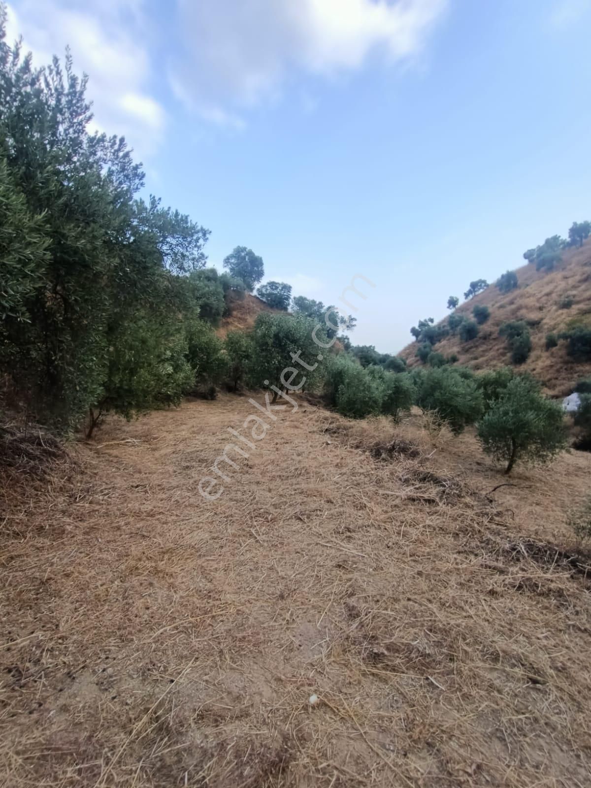 Acil İhtiyaçtan Satılık Zeytinlik - Görsel 18