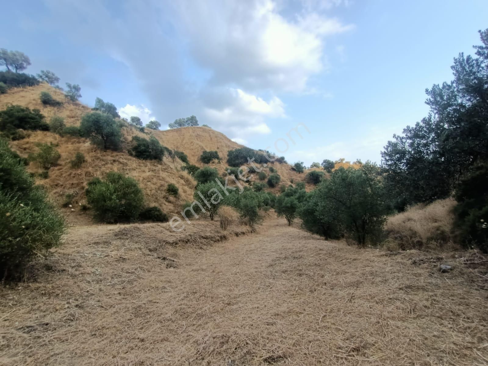 Acil İhtiyaçtan Satılık Zeytinlik - Görsel 21