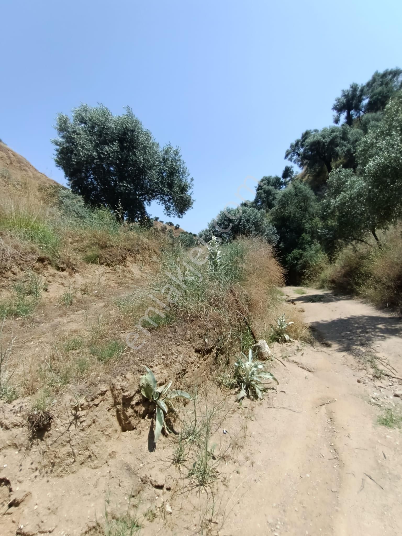 Acil İhtiyaçtan Satılık Zeytinlik - Görsel 32