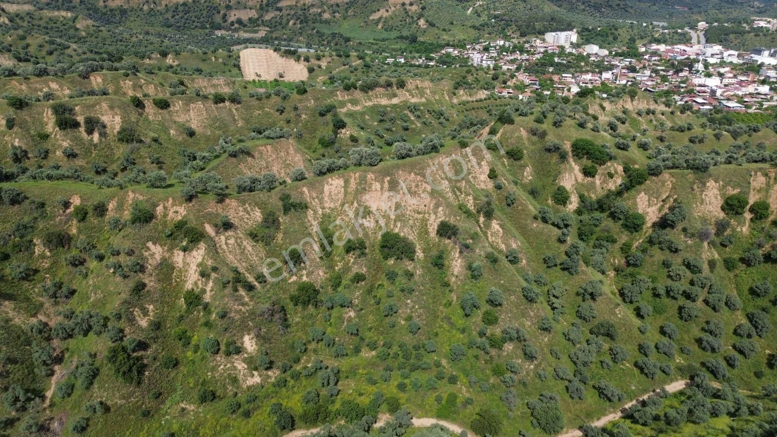 Acil İhtiyaçtan Satılık Zeytinlik - Görsel 34