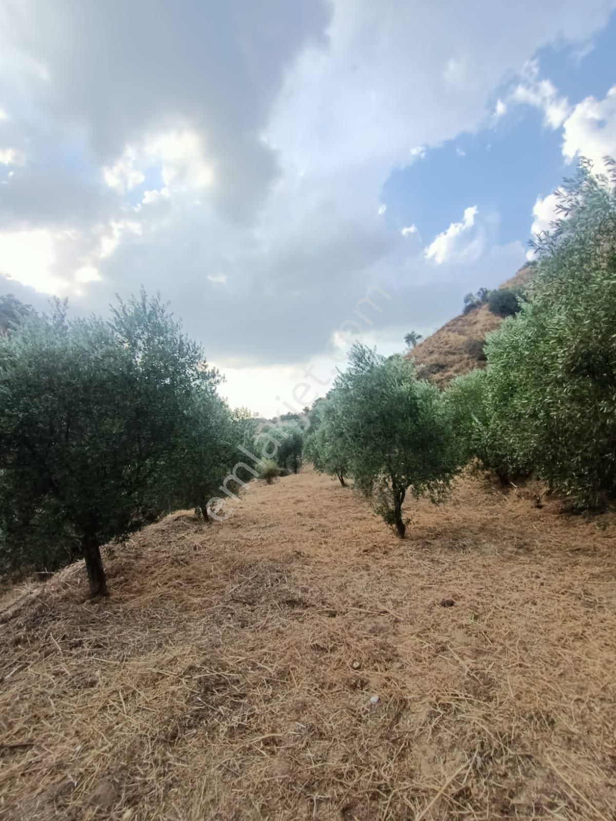 Acil İhtiyaçtan Satılık Zeytinlik - Görsel 20