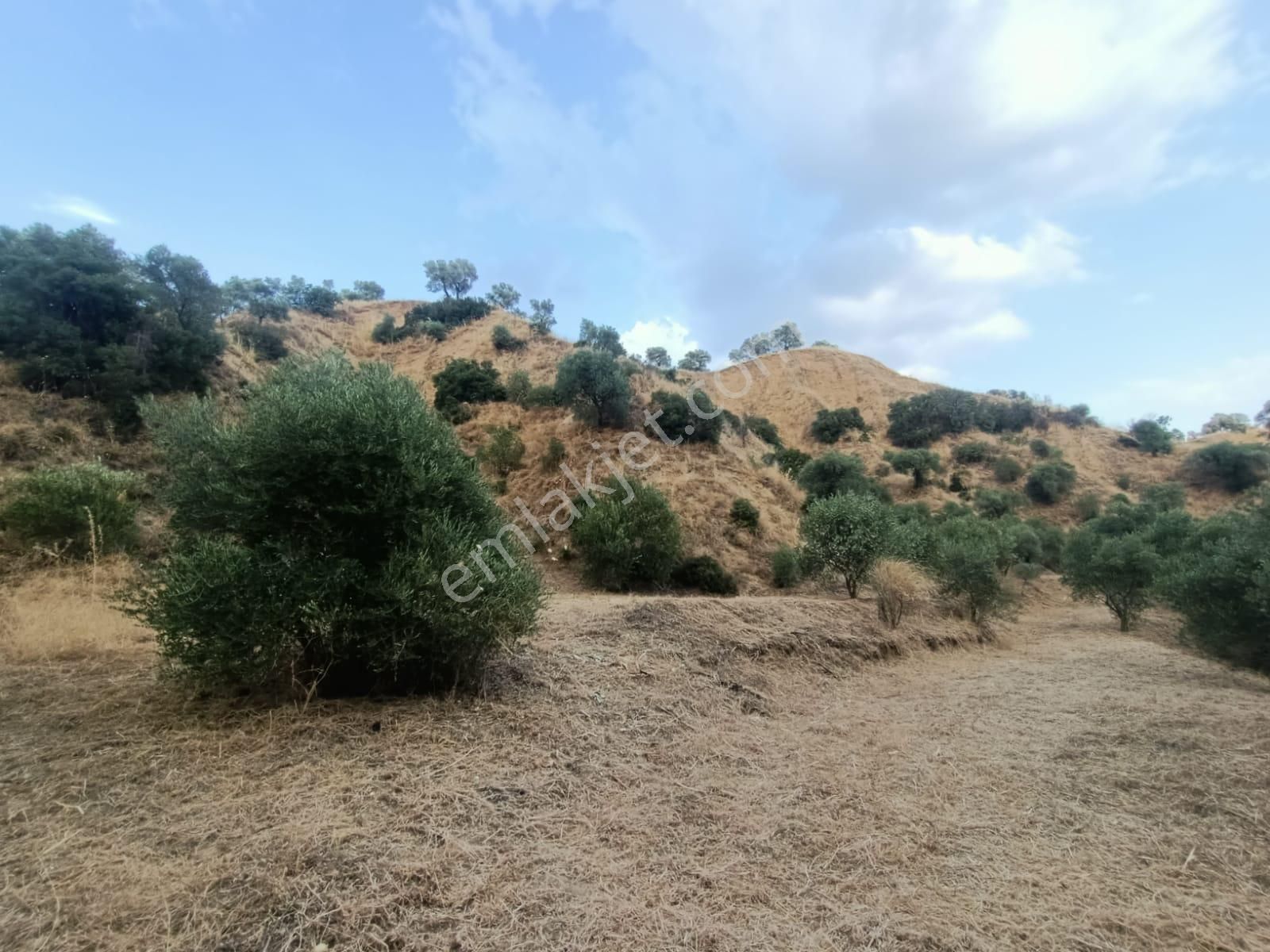 Acil İhtiyaçtan Satılık Zeytinlik - Görsel 7