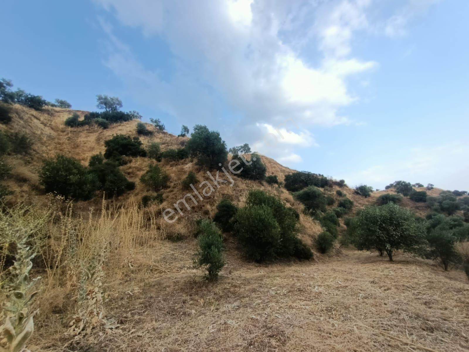 Acil İhtiyaçtan Satılık Zeytinlik - Görsel 11