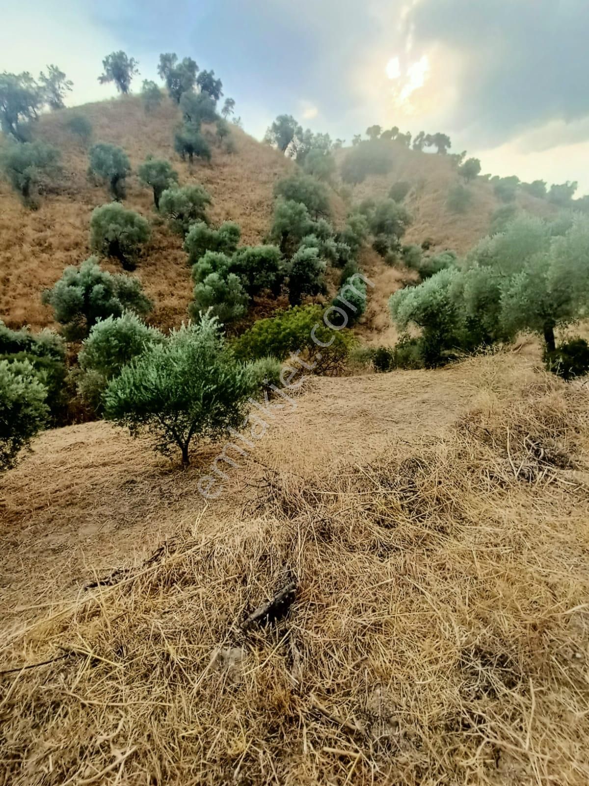 Acil İhtiyaçtan Satılık Zeytinlik - Görsel 5