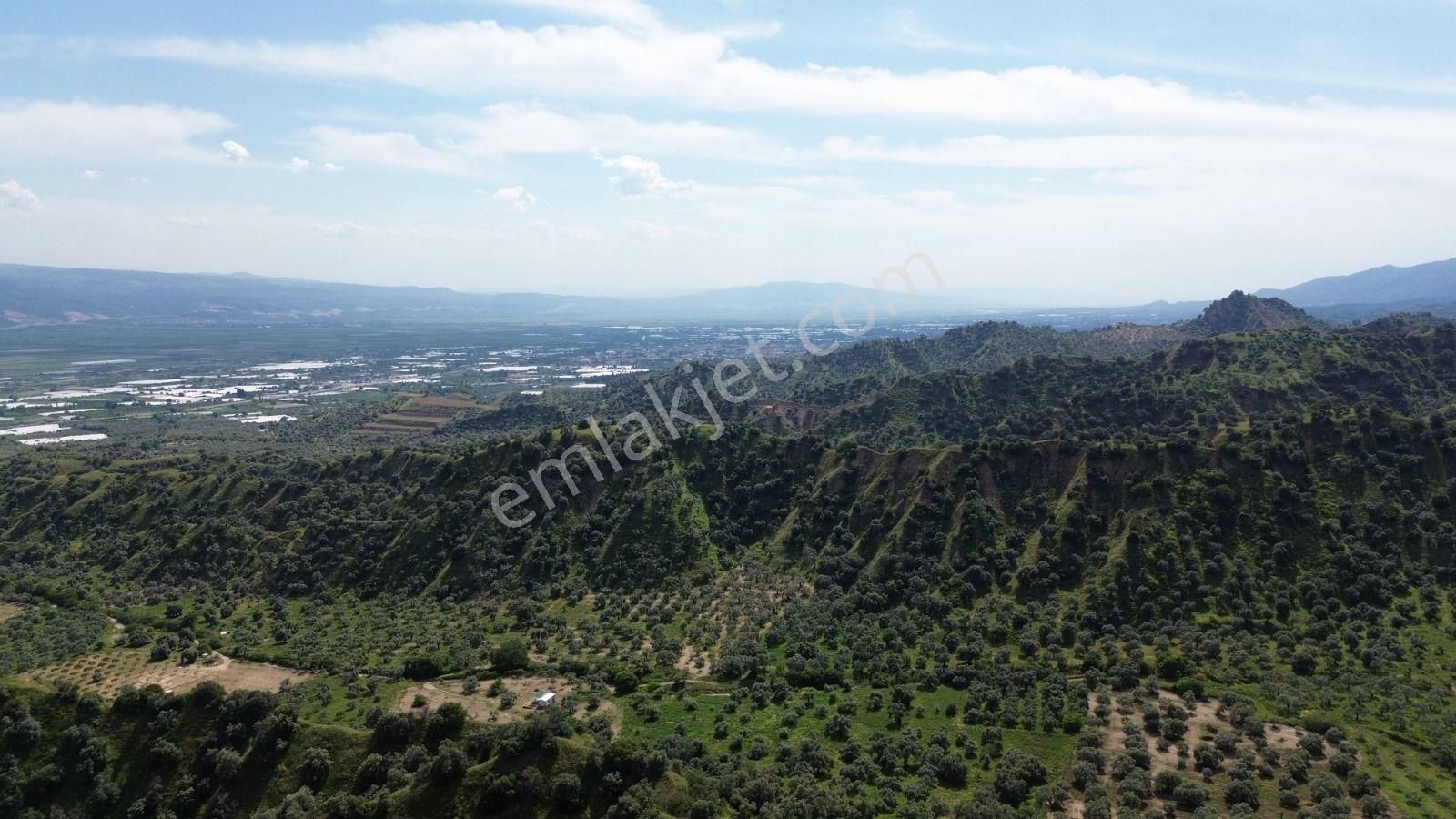 Acil İhtiyaçtan Satılık Zeytinlik - Görsel 10