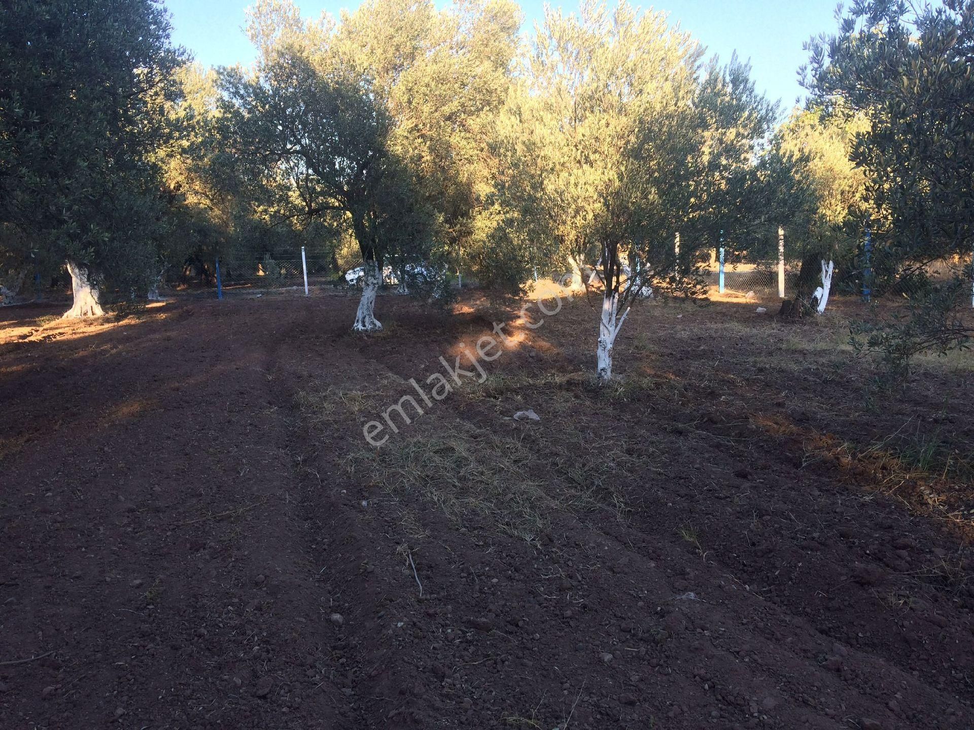 Karabağlar Mevkiinde Müstakil Tapulu - Görsel 4