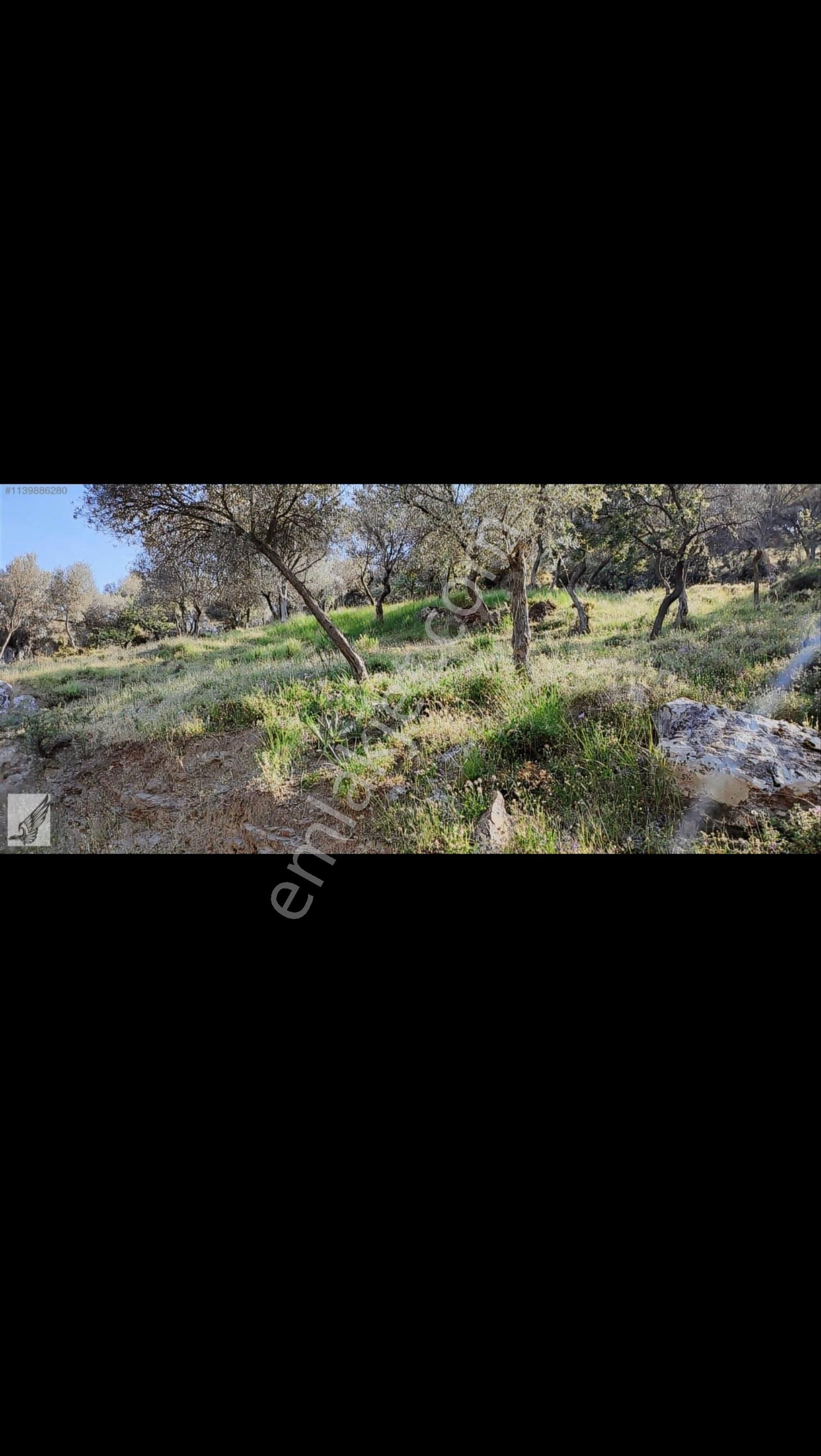 Seferihisar Orhanlıda Tek Tapu 2600 M2 Yerimiz Satılıktır