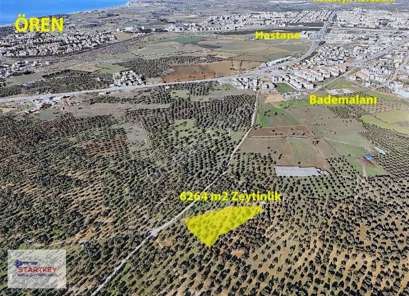 Burhaniye Şarköy'de Yerleşime Yakın 6.264 M2 Satılık Zeytinlik