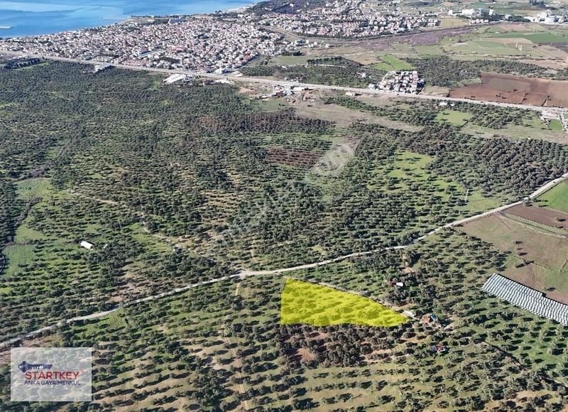 Burhaniye Şarköy'de Yerleşime Yakın 6.264 M2 Satılık Zeytinlik - Görsel 9