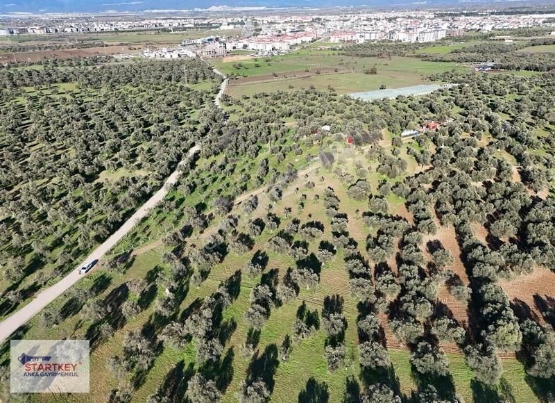 Burhaniye Şarköy'de Yerleşime Yakın 6.264 M2 Satılık Zeytinlik - Görsel 8