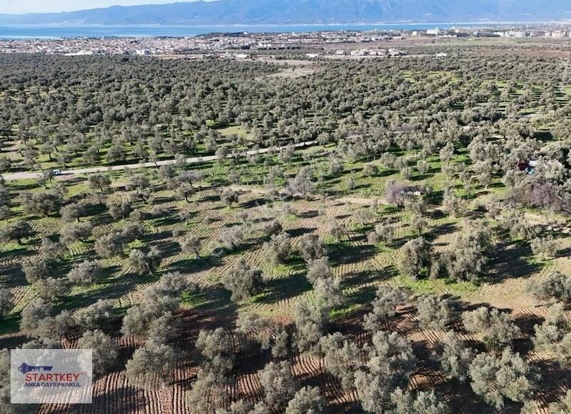 Burhaniye Şarköy'de Yerleşime Yakın 6.264 M2 Satılık Zeytinlik - Görsel 2