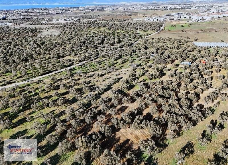 Burhaniye Şarköy'de Yerleşime Yakın 6.264 M2 Satılık Zeytinlik - Görsel 4