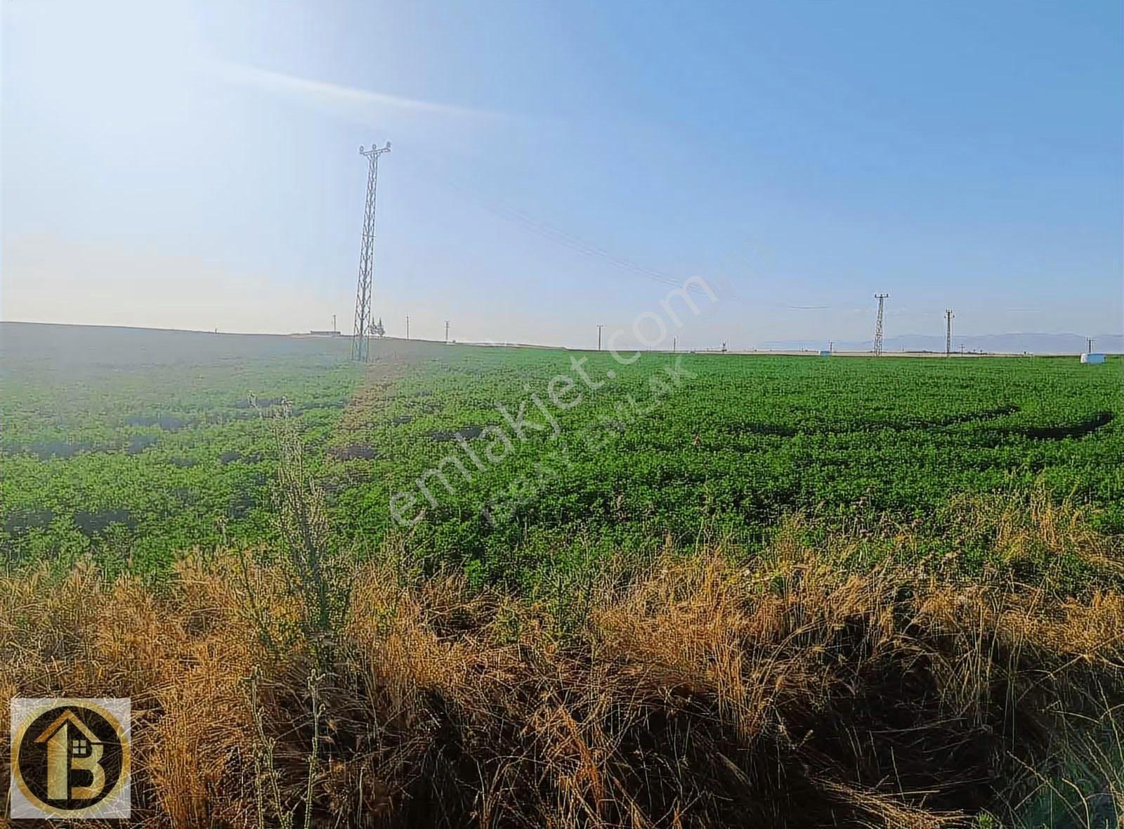 Kızıltepe Timurçiftliği Satılık 130 Dönüm Tarla - Görsel 3