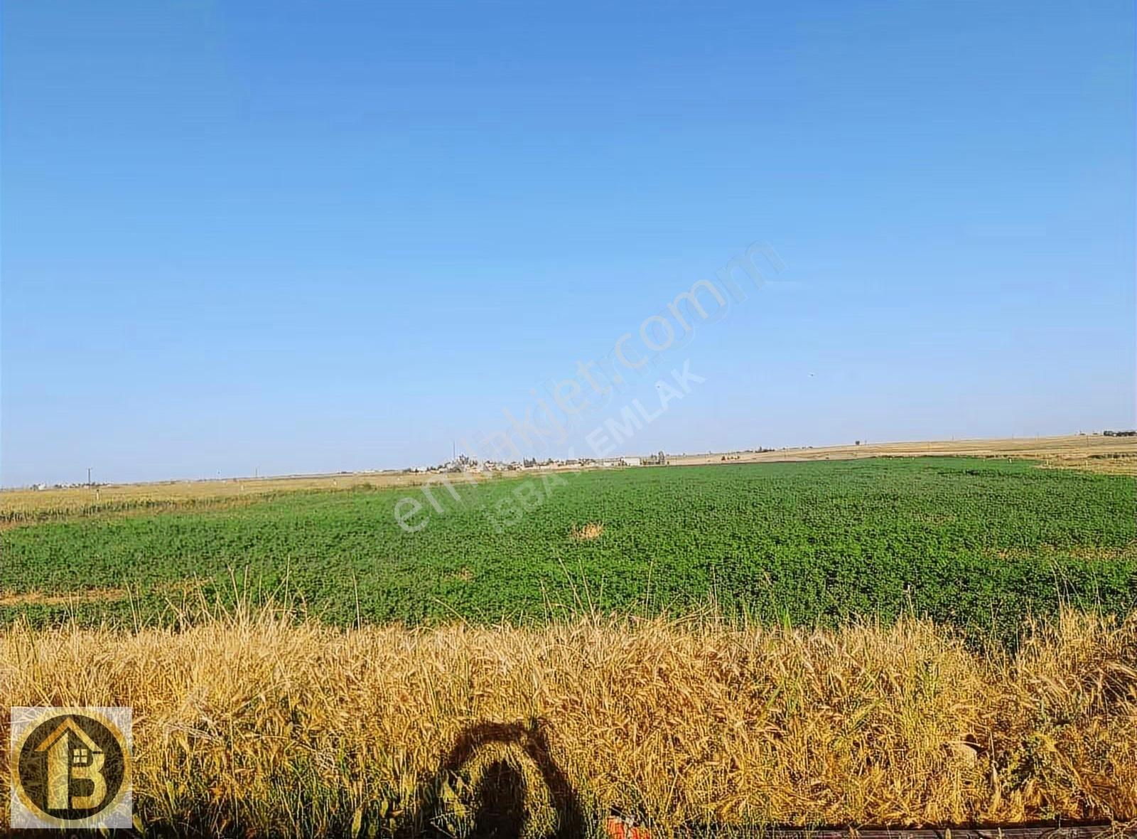 Kızıltepe Timurçiftliği Satılık 130 Dönüm Tarla - Görsel 2