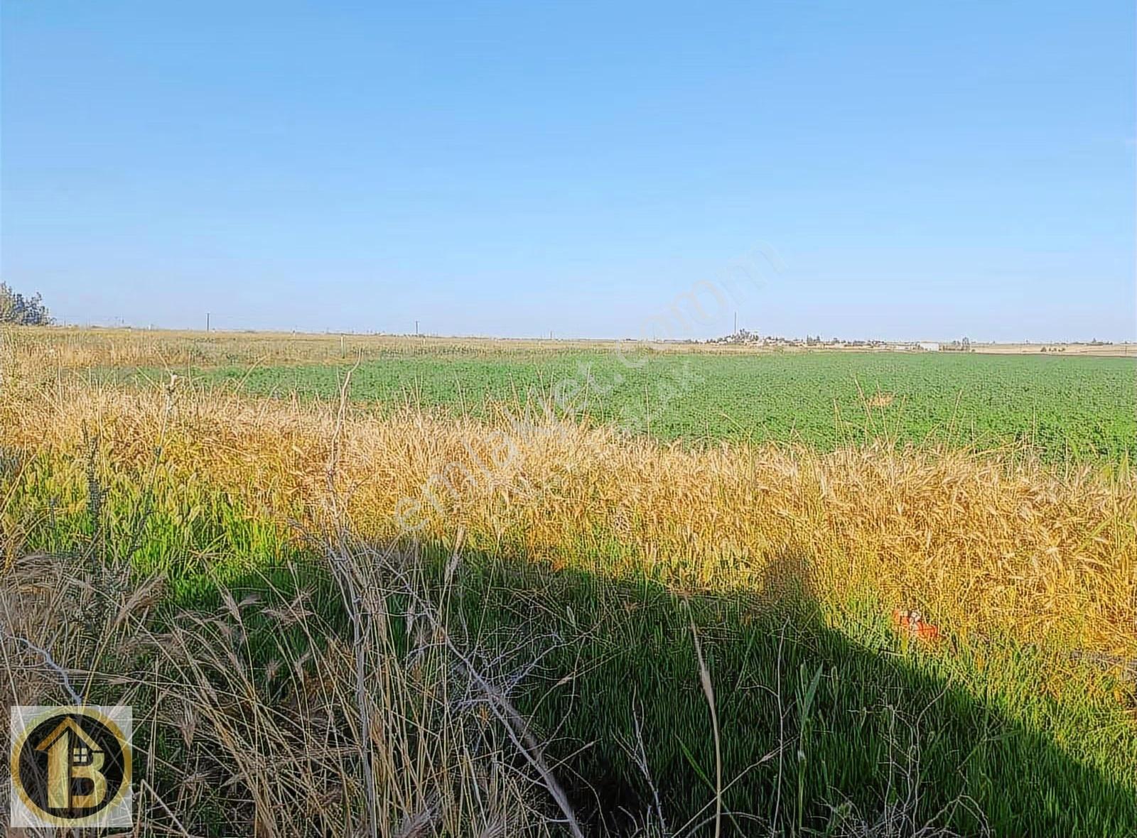 Kızıltepe Timurçiftliği Satılık 130 Dönüm Tarla - Görsel 4