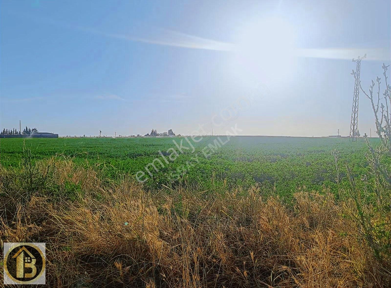 Kızıltepe Timurçiftliği Satılık 130 Dönüm Tarla