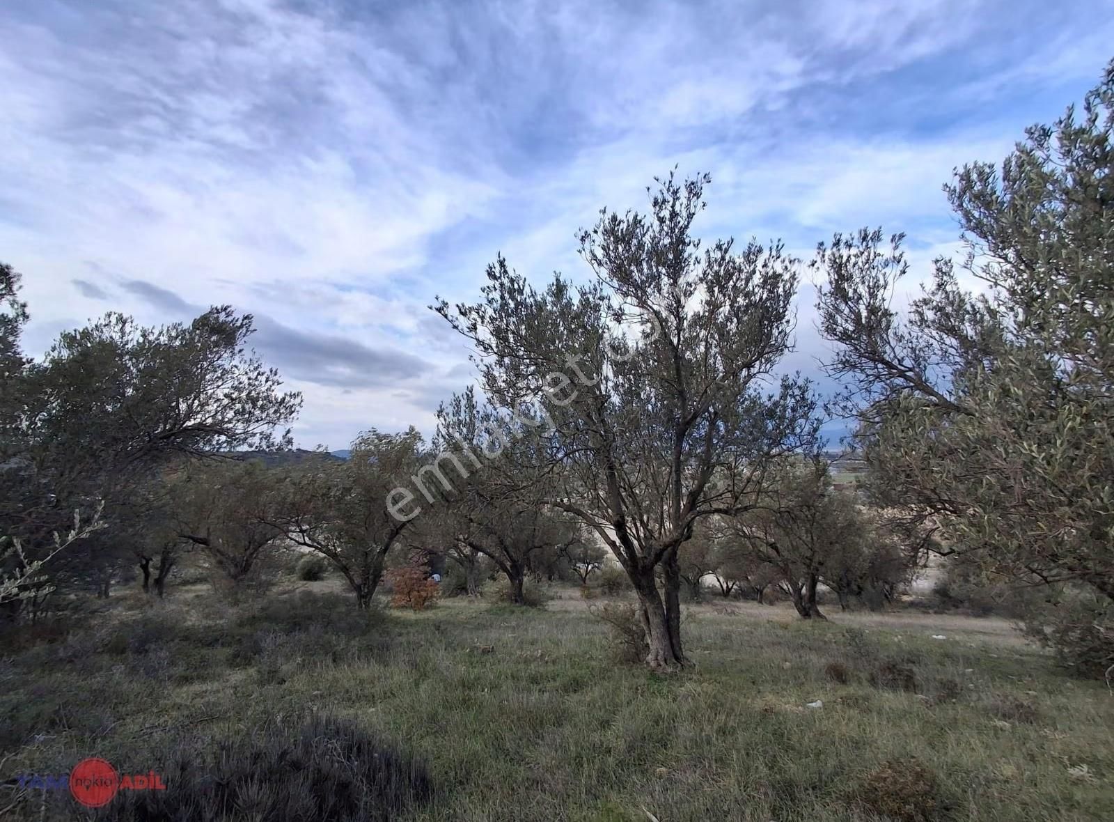 Yakakent Mevkiinde Fırsat Fiyatlı Satılık Zeytinli Tarla