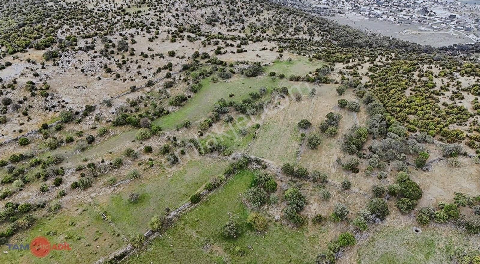 Dikili Demirtaşta Satılık Geniş Metrajlı Tarla - Görsel 3