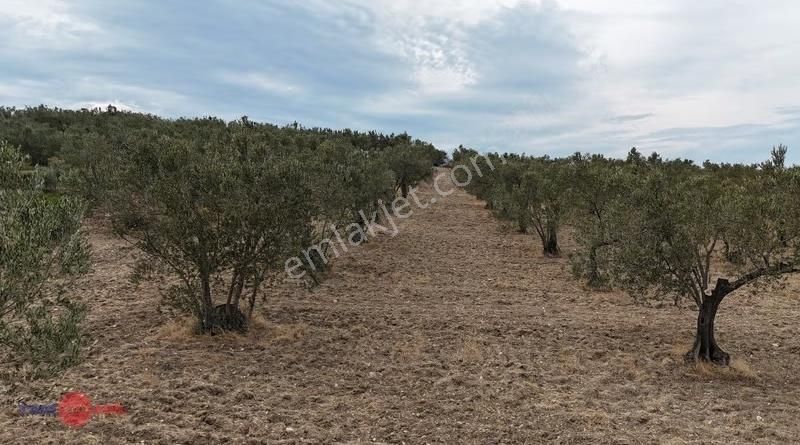 Çandarlı Kırantoğlu Mevkinde Anayola Yakın Verimli Zeytinlik - Görsel 4