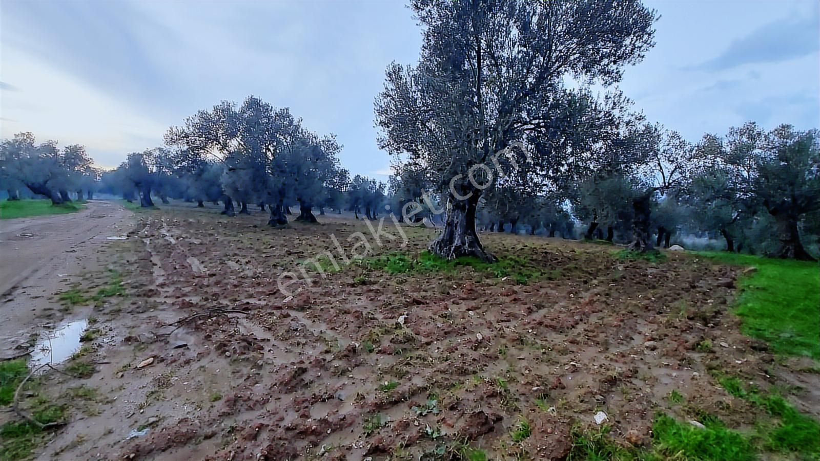 Ayvalık'ta Deniz Manzaralı 137 M. Yol Cepheli 40 Dönüm Zeytinlik - Görsel 6