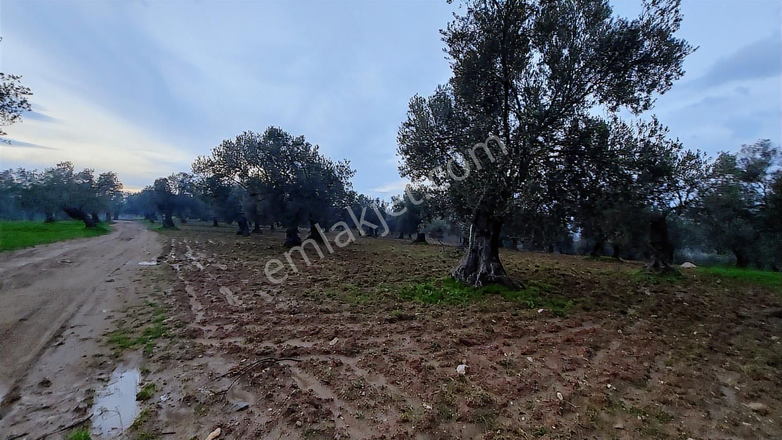 Ayvalık'ta Deniz Manzaralı 137 M. Yol Cepheli 40 Dönüm Zeytinlik - Görsel 4