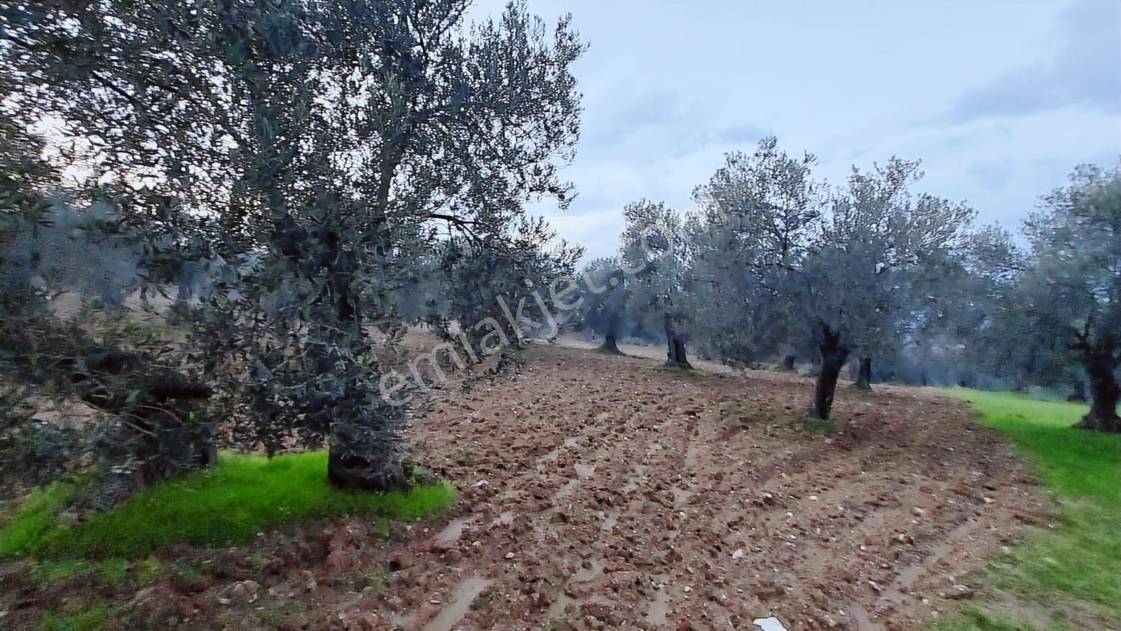 Ayvalık'ta Deniz Manzaralı 137 M. Yol Cepheli 40 Dönüm Zeytinlik - Görsel 2