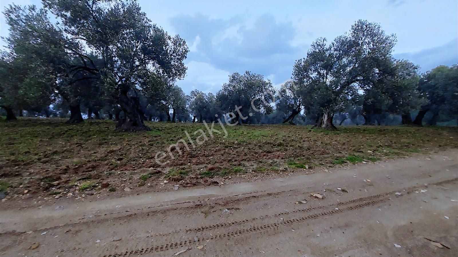 Ayvalık'ta Deniz Manzaralı 137 M. Yol Cepheli 40 Dönüm Zeytinlik - Görsel 13