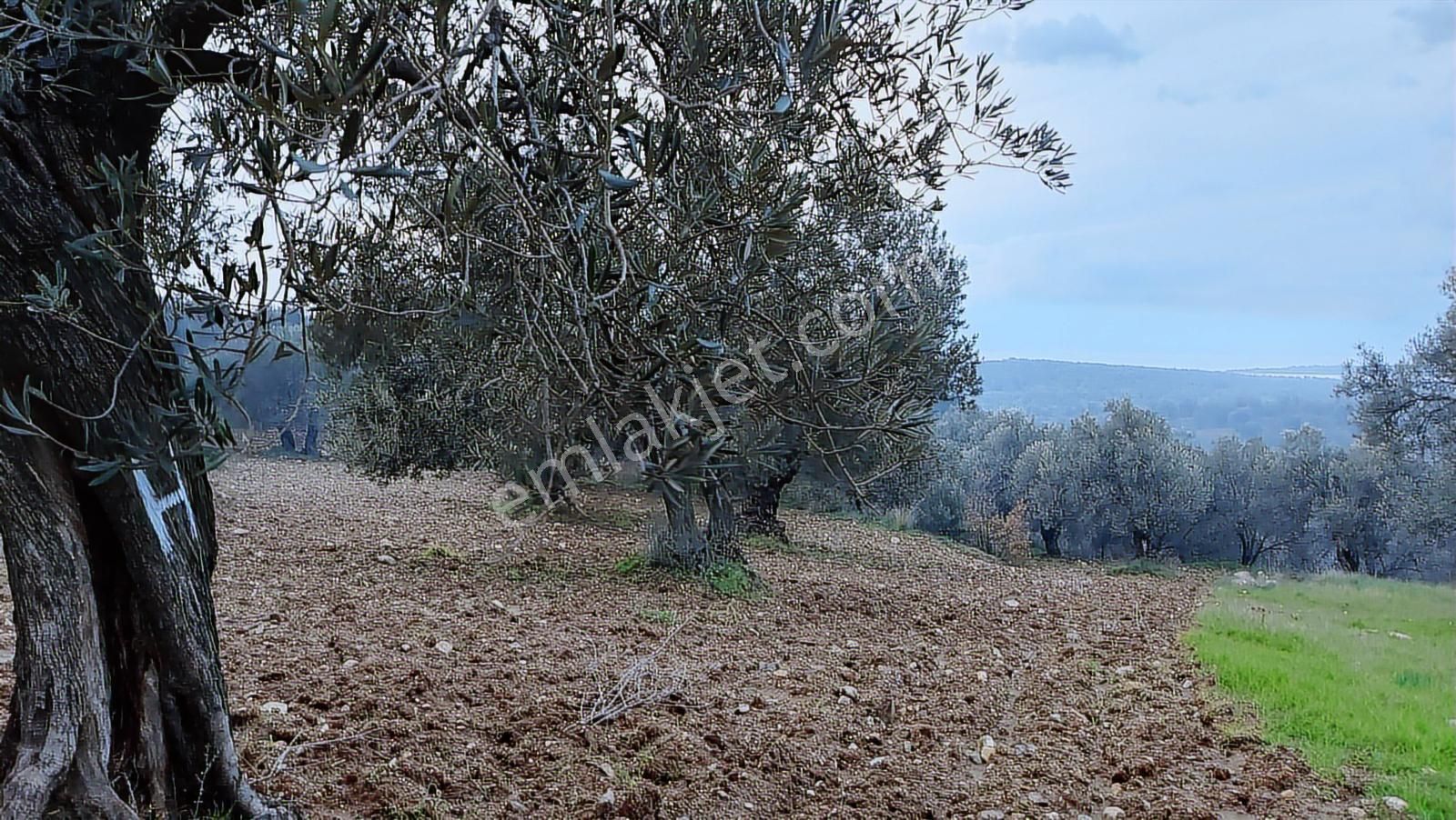 Ayvalık'ta Deniz Manzaralı 137 M. Yol Cepheli 40 Dönüm Zeytinlik - Görsel 25