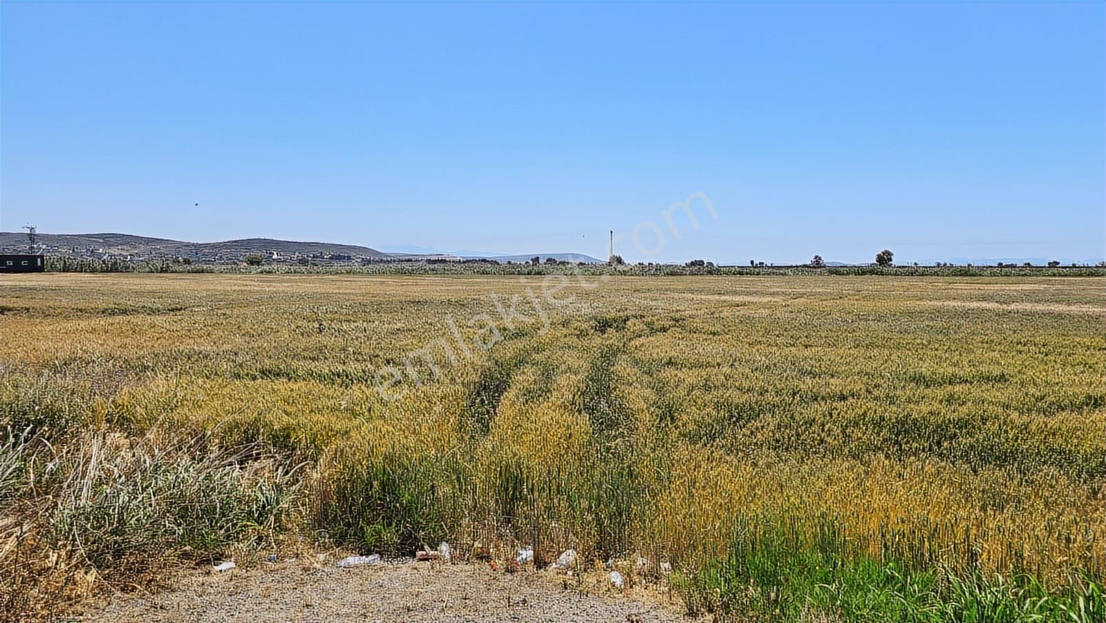 Foça Gerenköy Anayol Üzeri Satılık Tarla - Görsel 19