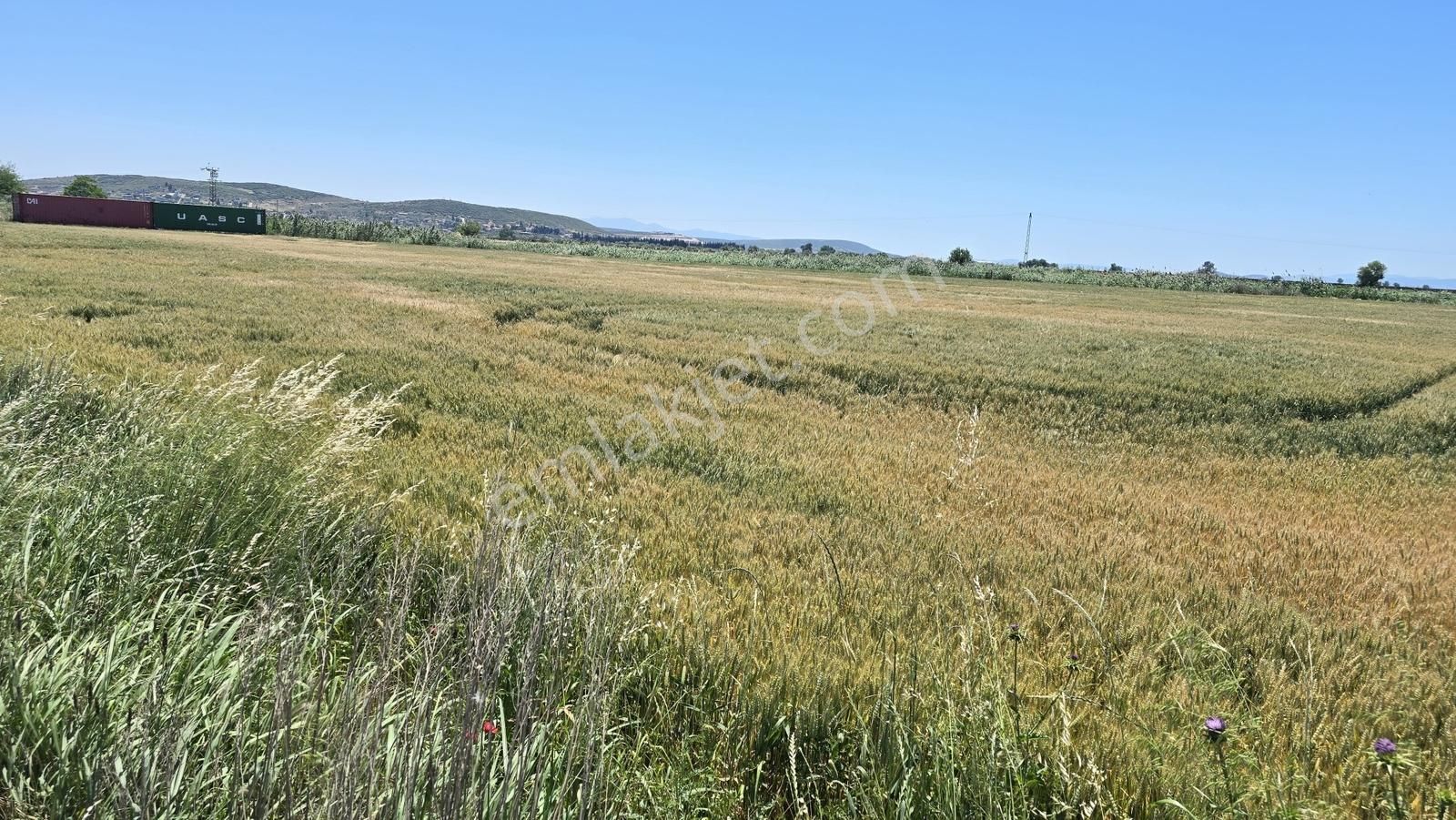 Foça Gerenköy Anayol Üzeri Satılık Tarla - Görsel 4