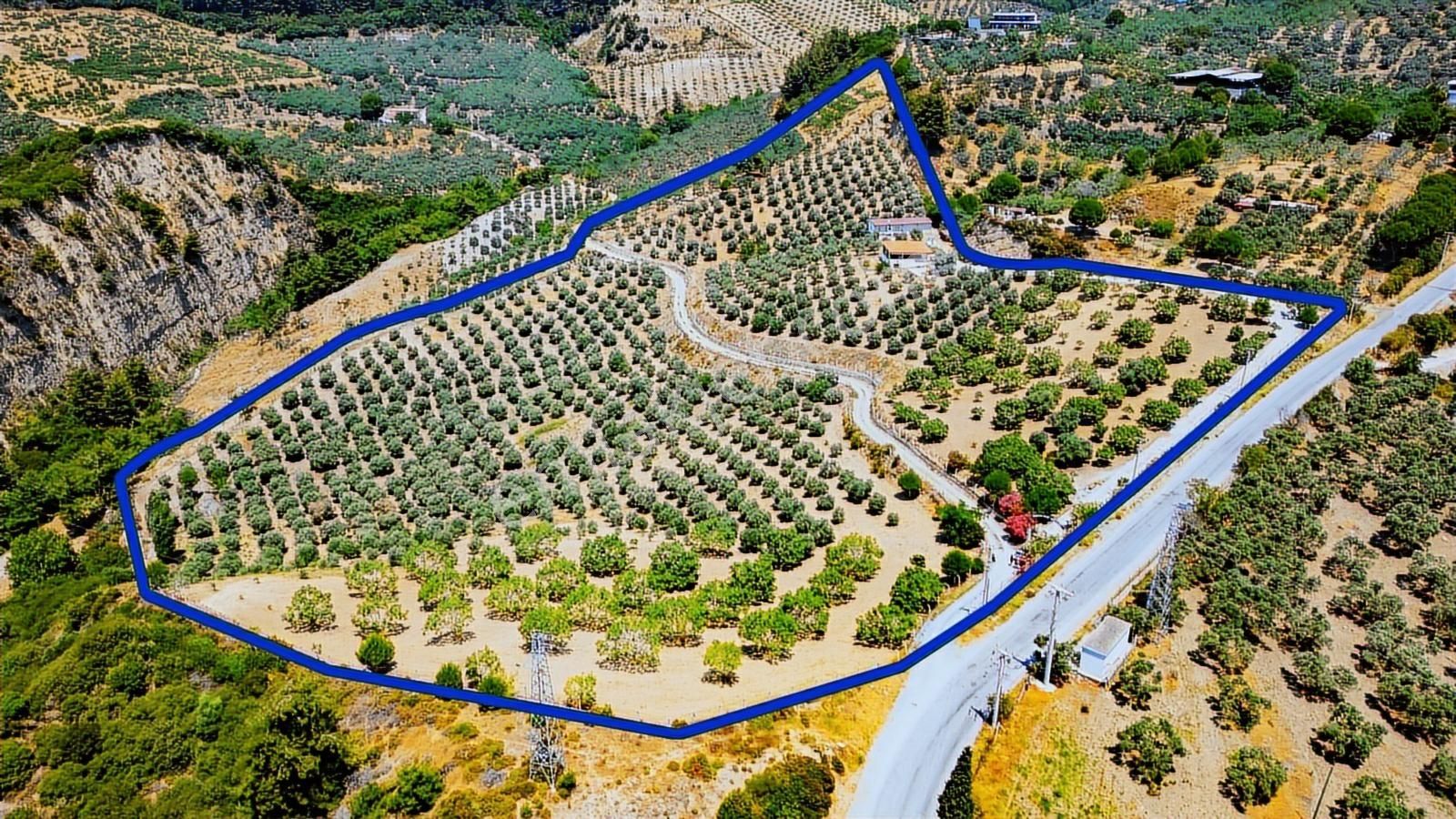 Aydın Söke De 45 Dönüm Konut Ve Müştemilatlı Zeytinlik - Görsel 26