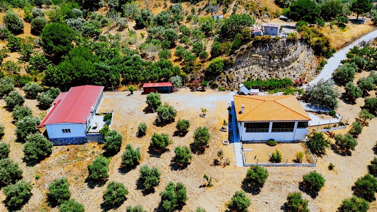 Aydın Söke De 45 Dönüm Konut Ve Müştemilatlı Zeytinlik