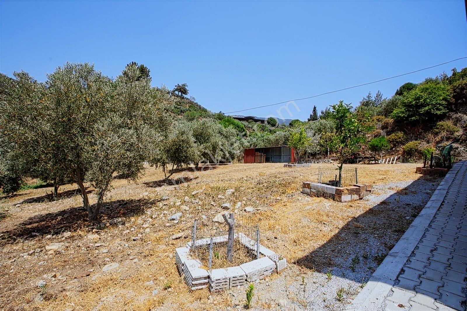 Aydın Söke De 45 Dönüm Konut Ve Müştemilatlı Zeytinlik - Görsel 9