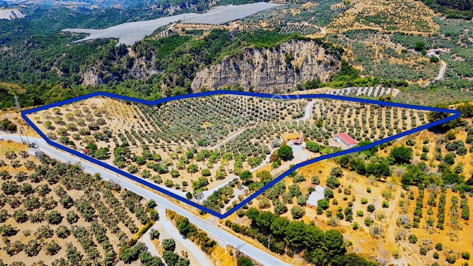 Aydın Söke De 45 Dönüm Konut Ve Müştemilatlı Zeytinlik - Görsel 17