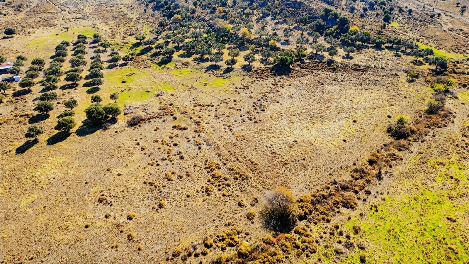 Yenifoça Fevzi Çakmak Mah. Satılık Tek Tapu Tarla - Görsel 21