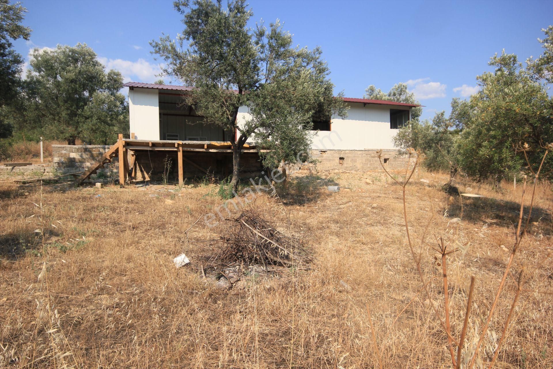 🔴 Aktif'ten Burhaniye Şarköy'de İçerisinde Yapı Bulunan Satılık 3 Dönüm Zeytinlik - Görsel 35