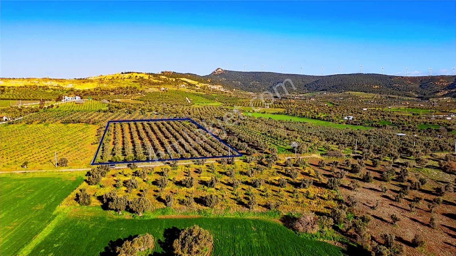 Foça Kocamehmetler'de Satılık Tarla - Görsel 28