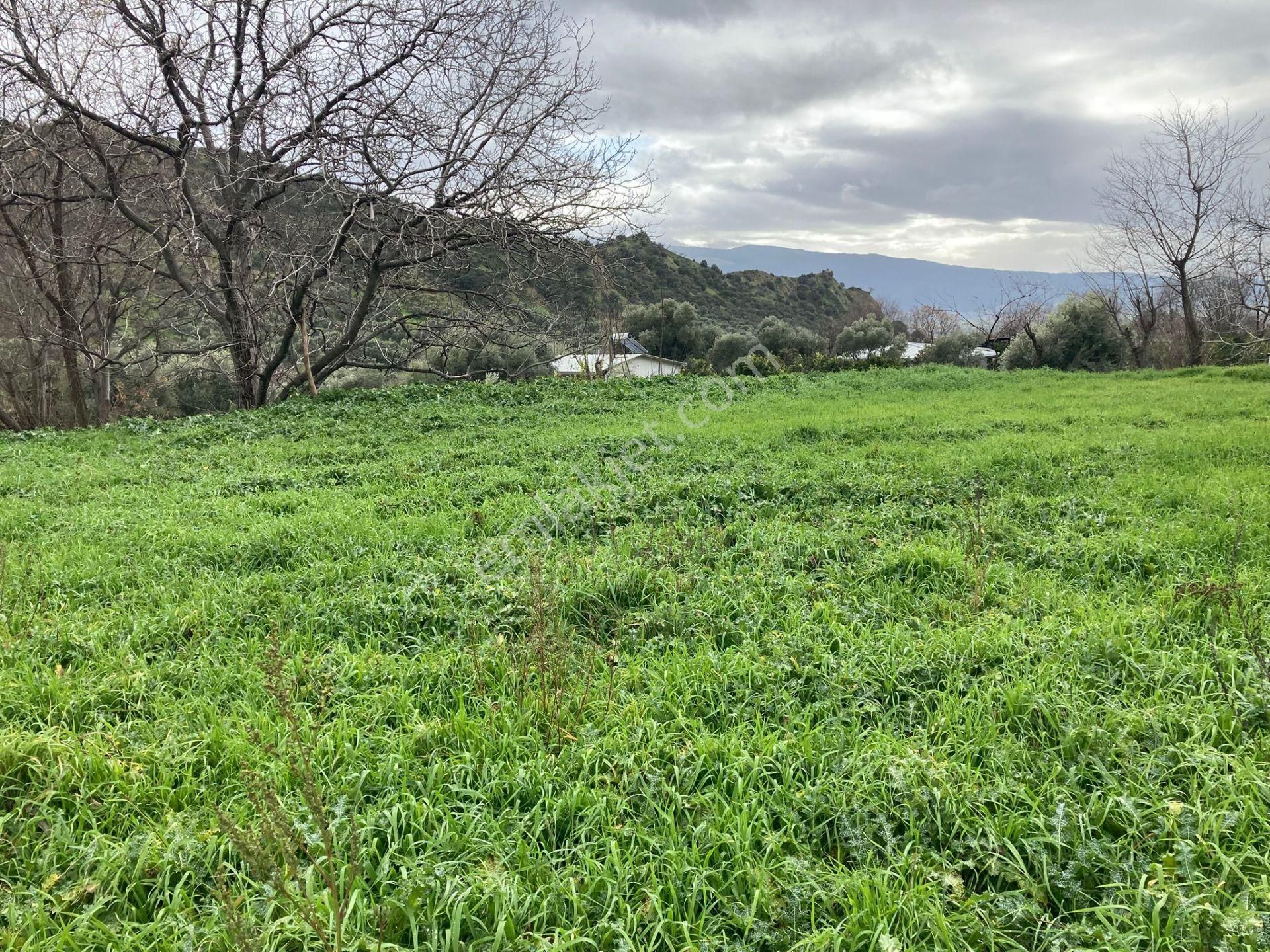 Nazilli Yakını Kestel Mah Köyiçi İmarlı Arsa Ve Bahçe 1200 M2 - Görsel 7