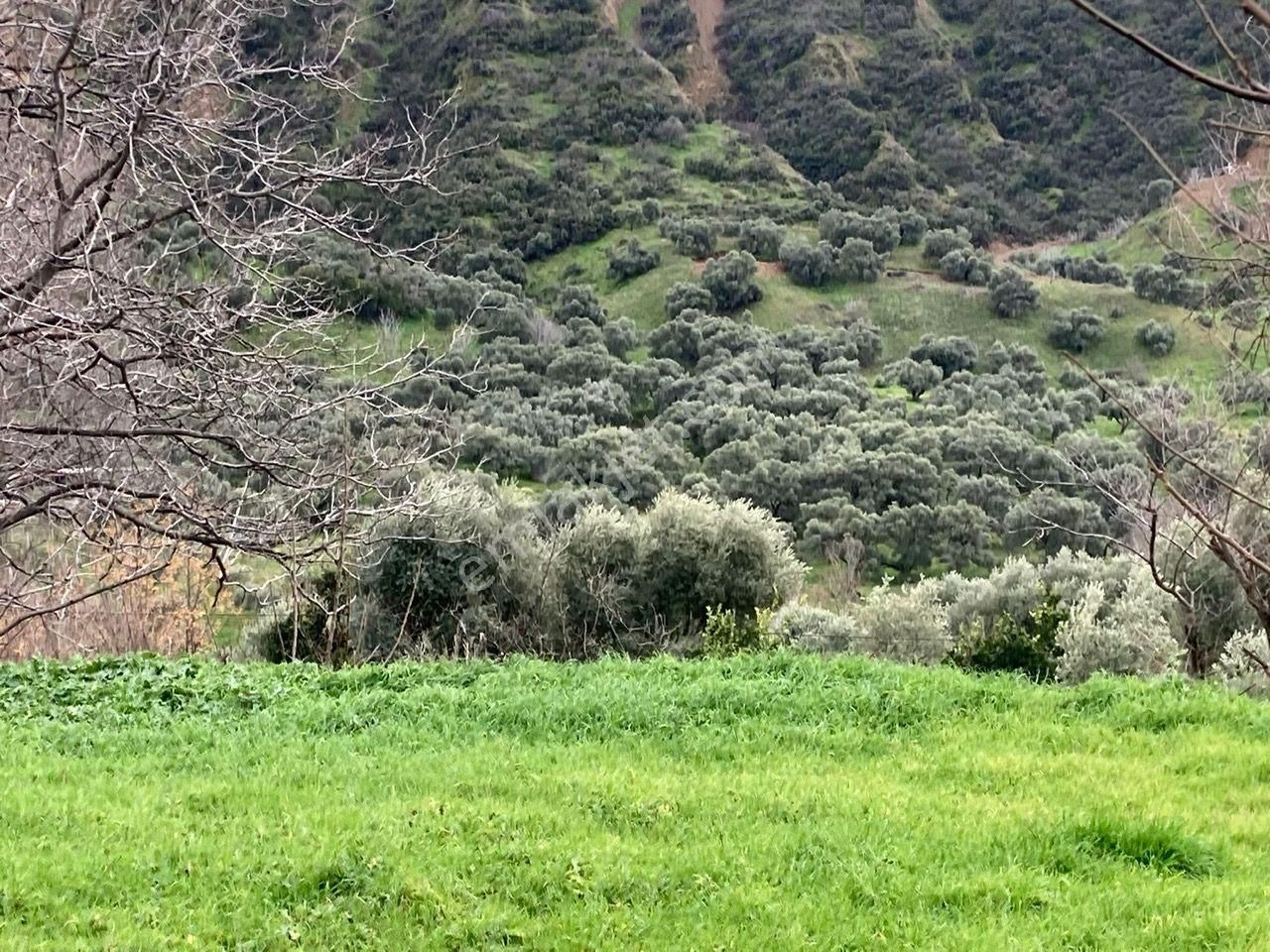 Nazilli Yakını Kestel Mah Köyiçi İmarlı Arsa Ve Bahçe 1200 M2 - Görsel 6