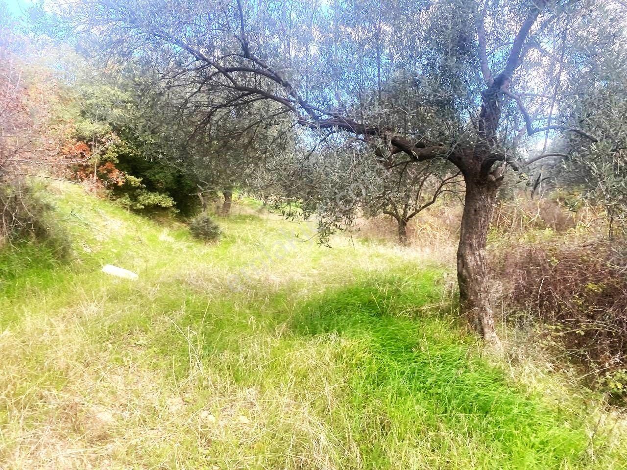 💥 Aktiften Ağacık'ta 457 M2 Kadastrol Olan Satılık Zeytinlik💥 - Görsel 7