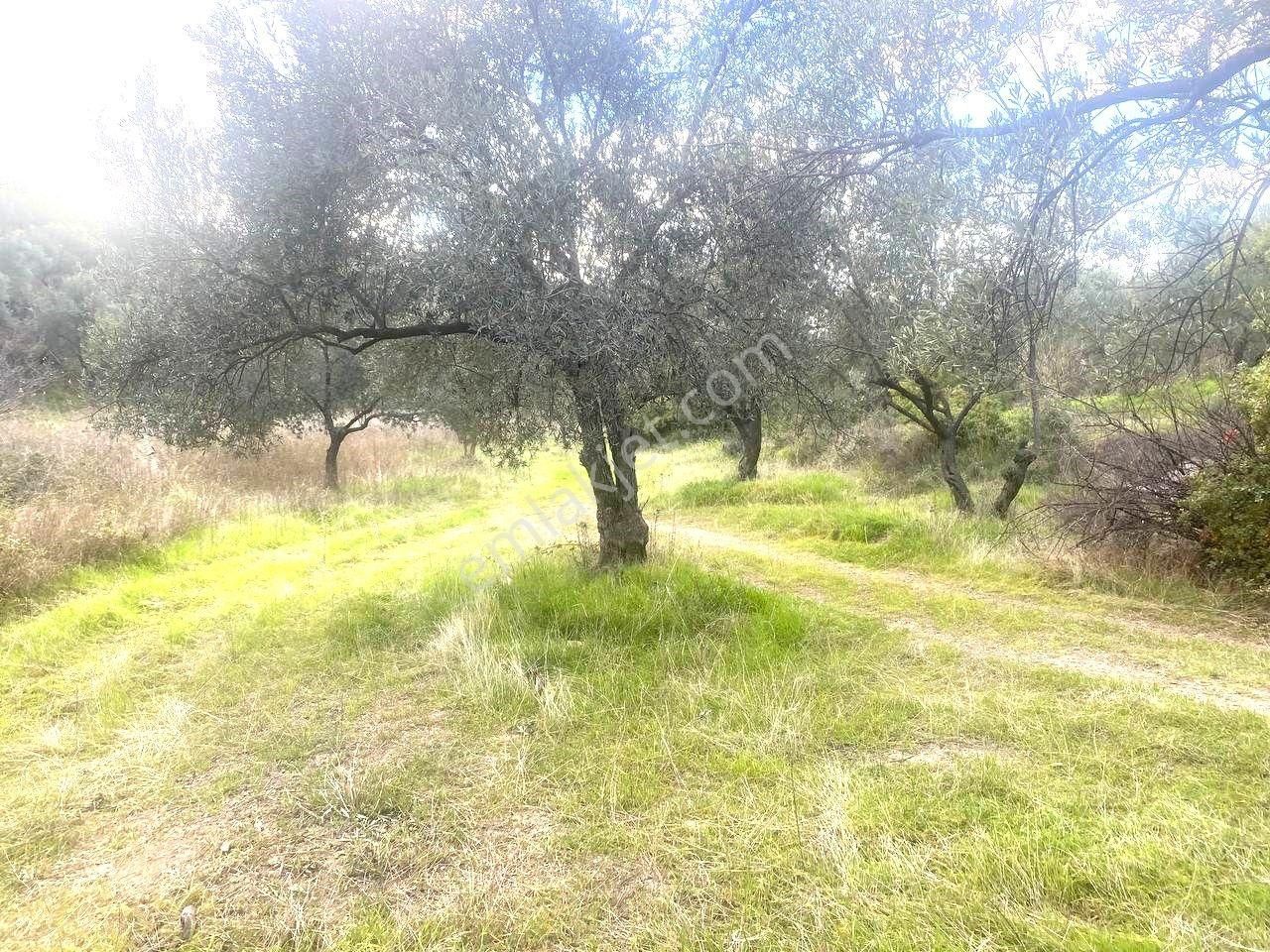 💥 Aktiften Ağacık'ta 457 M2 Kadastrol Olan Satılık Zeytinlik💥 - Görsel 25