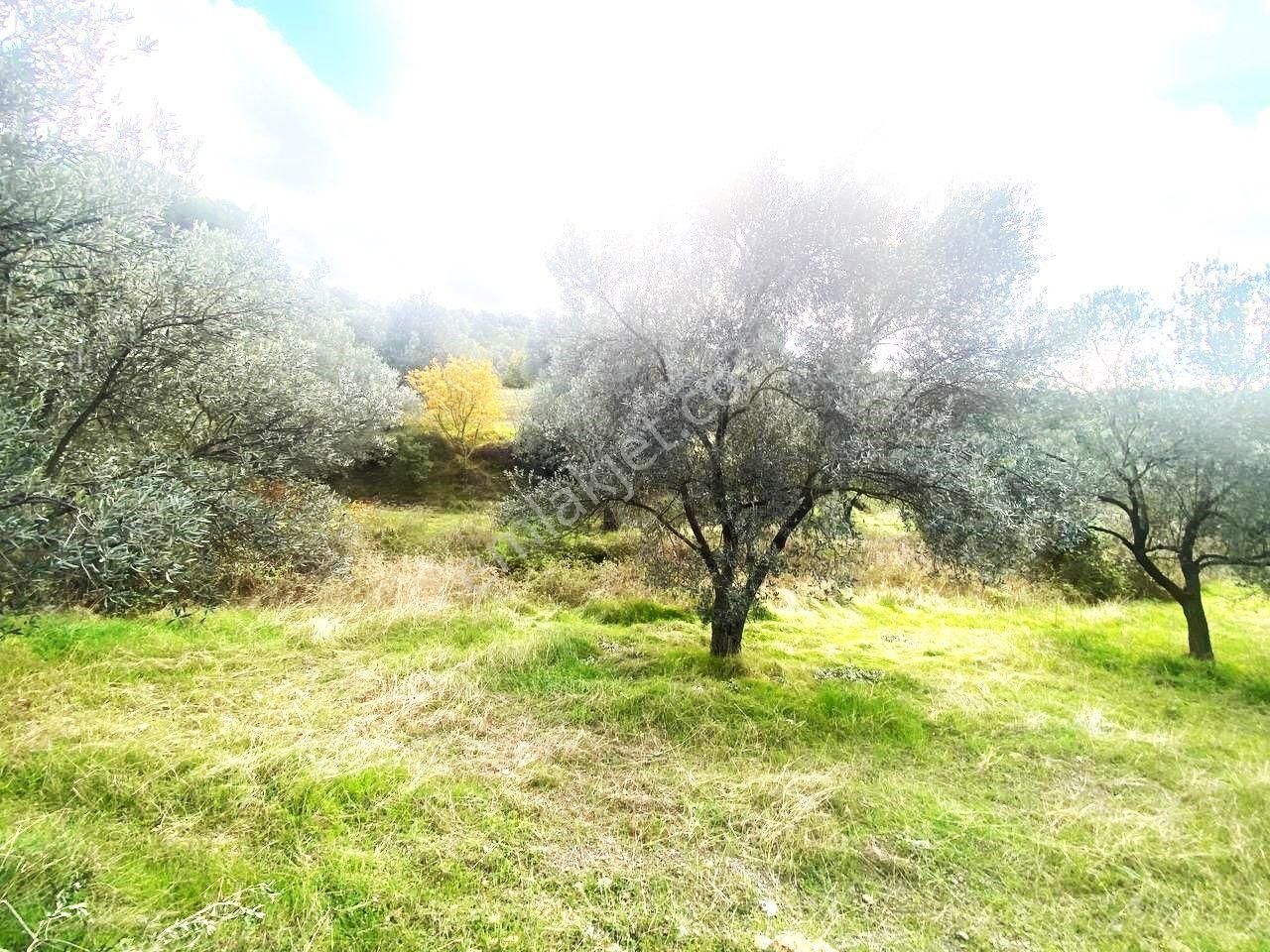 💥 Aktiften Ağacık'ta 457 M2 Kadastrol Olan Satılık Zeytinlik💥 - Görsel 30
