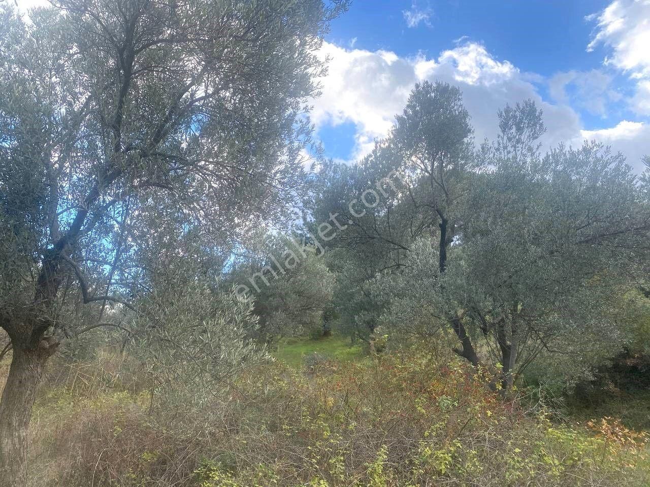 💥 Aktiften Ağacık'ta 457 M2 Kadastrol Olan Satılık Zeytinlik💥 - Görsel 15
