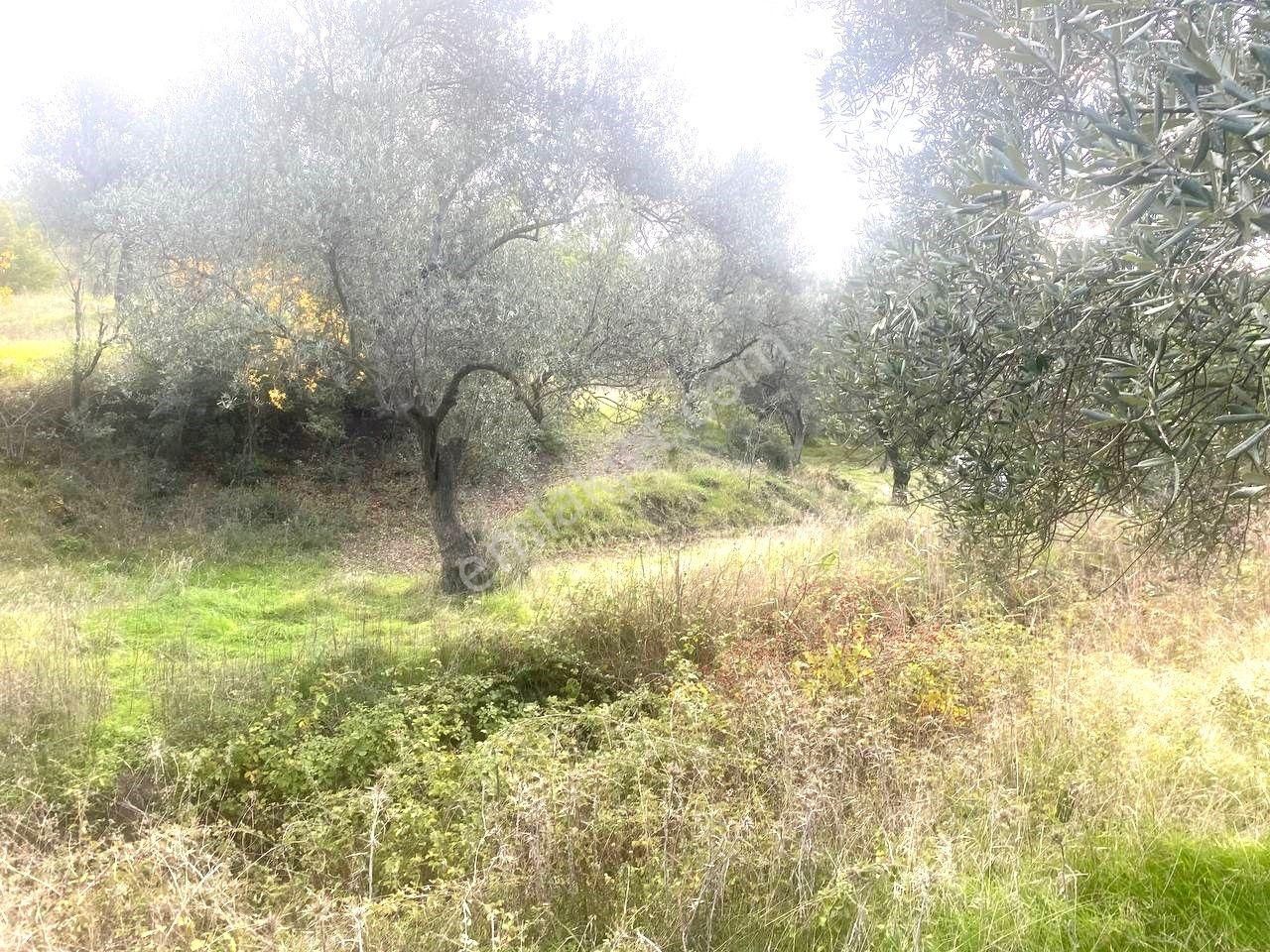 💥 Aktiften Ağacık'ta 457 M2 Kadastrol Olan Satılık Zeytinlik💥 - Görsel 27