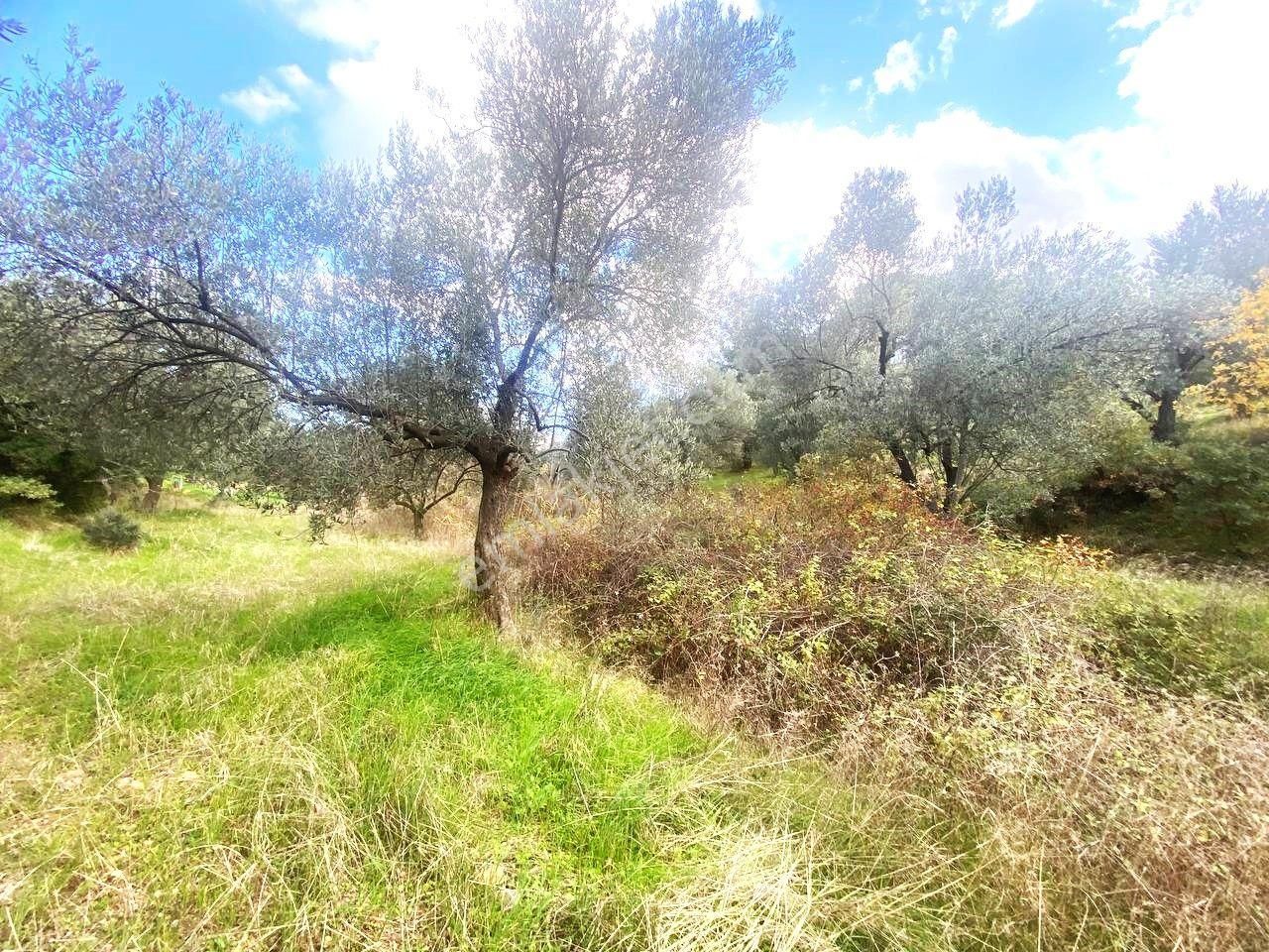 💥 Aktiften Ağacık'ta 457 M2 Kadastrol Olan Satılık Zeytinlik💥 - Görsel 20