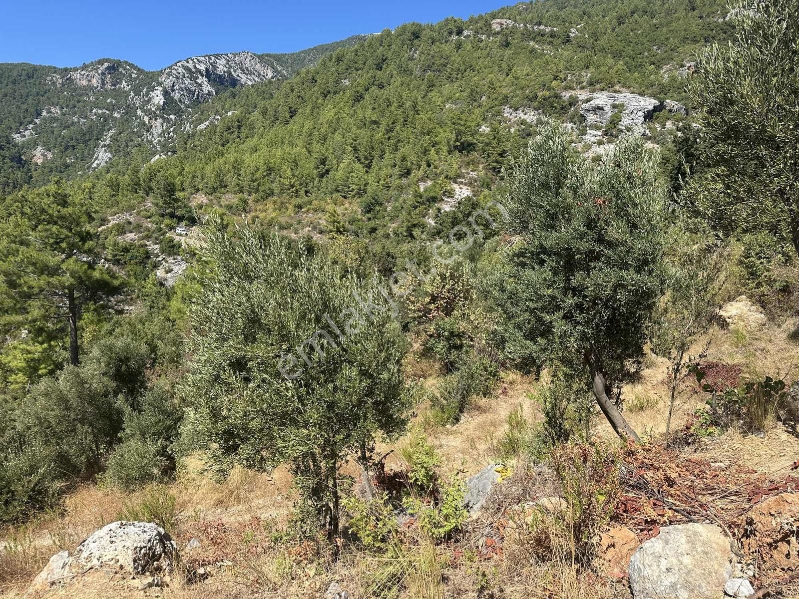 Satılık 1.000 M2 Deniz Ve Doğa Manzaralı Fırsat Tarla - Görsel 8