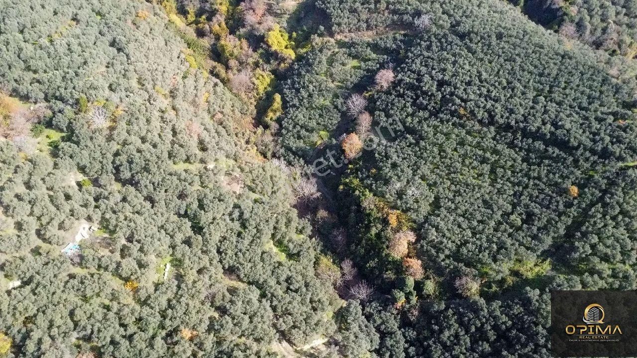 Opima Emlaktan Ocaklarda Yatırımlık Zeytinlik - Görsel 7